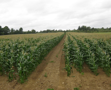 small-farms-7.jpg