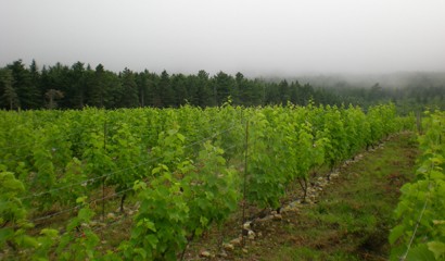 Vineyards - Mist & Vines