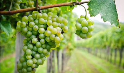 Vineyards - White Wine